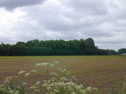 Bild 1 von Hunnebruch (Erlenwald mit seltenen Pflanzen)